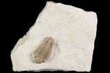 Detailed, Long Kainops Trilobite - Oklahoma #95680-4